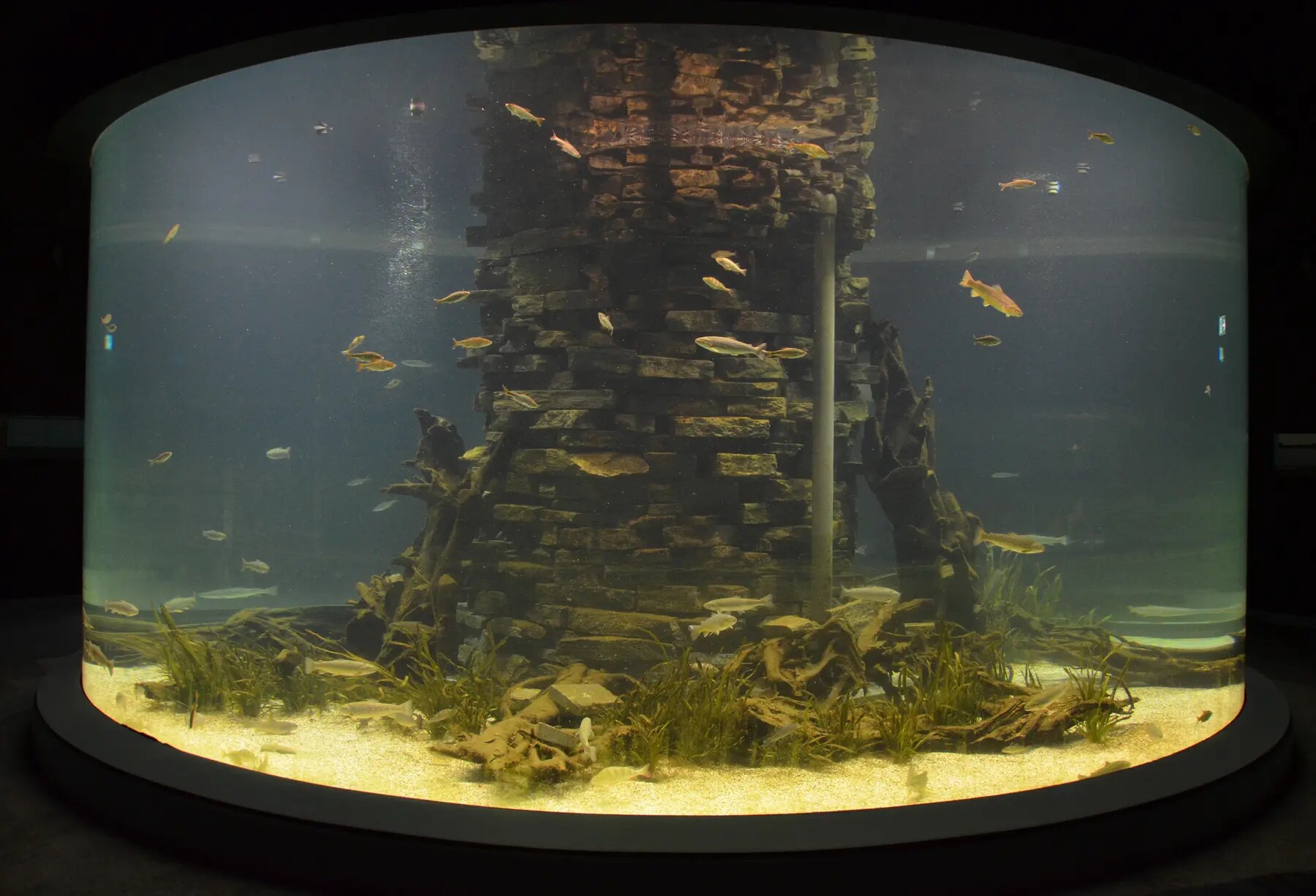 Großer Aquariumszylinder mit heimischen Fischen im Naturmuseum Dortmund