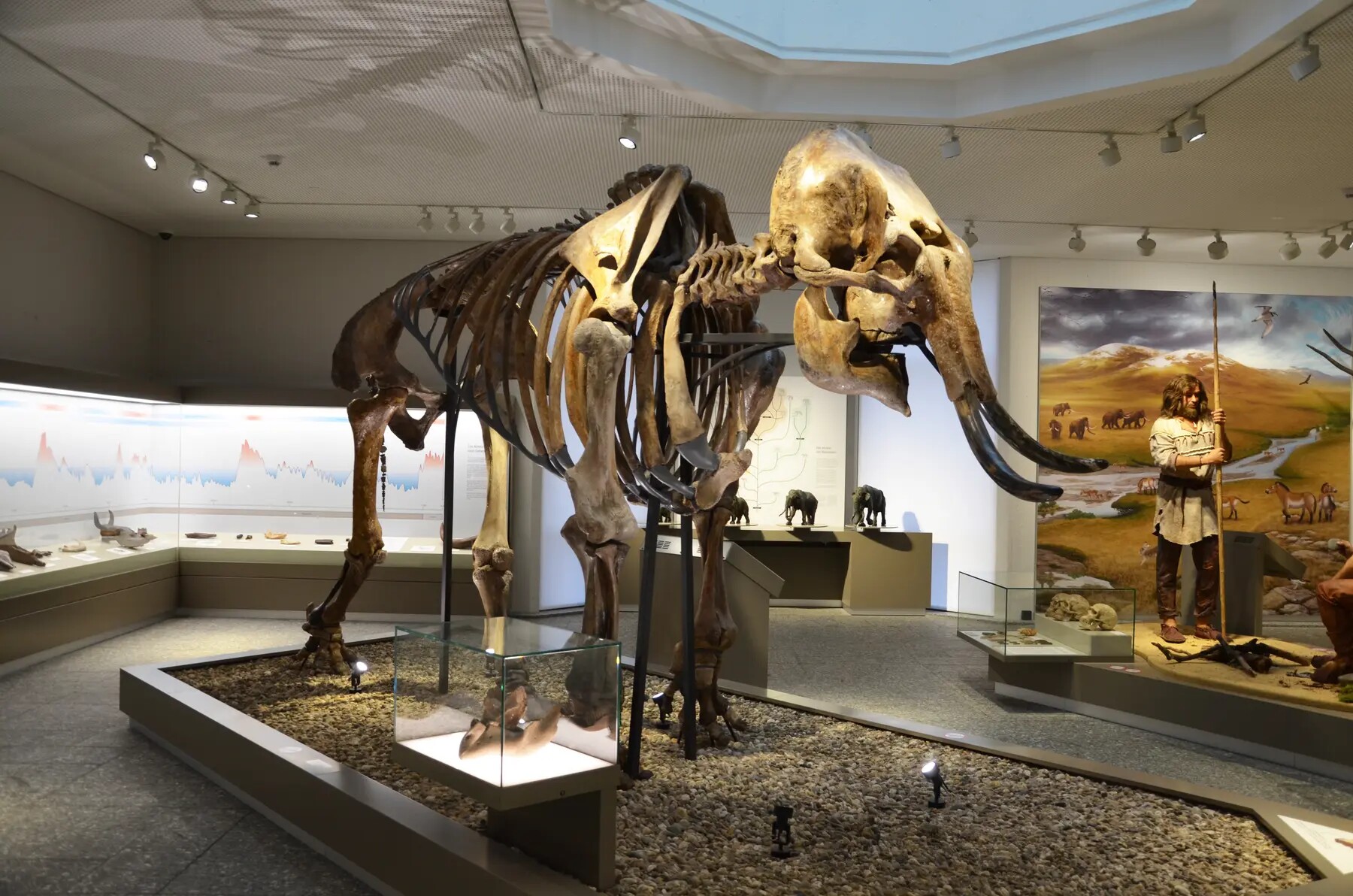 Mammutskelett in der Dauerausstellung des Naturmuseums Dortmund