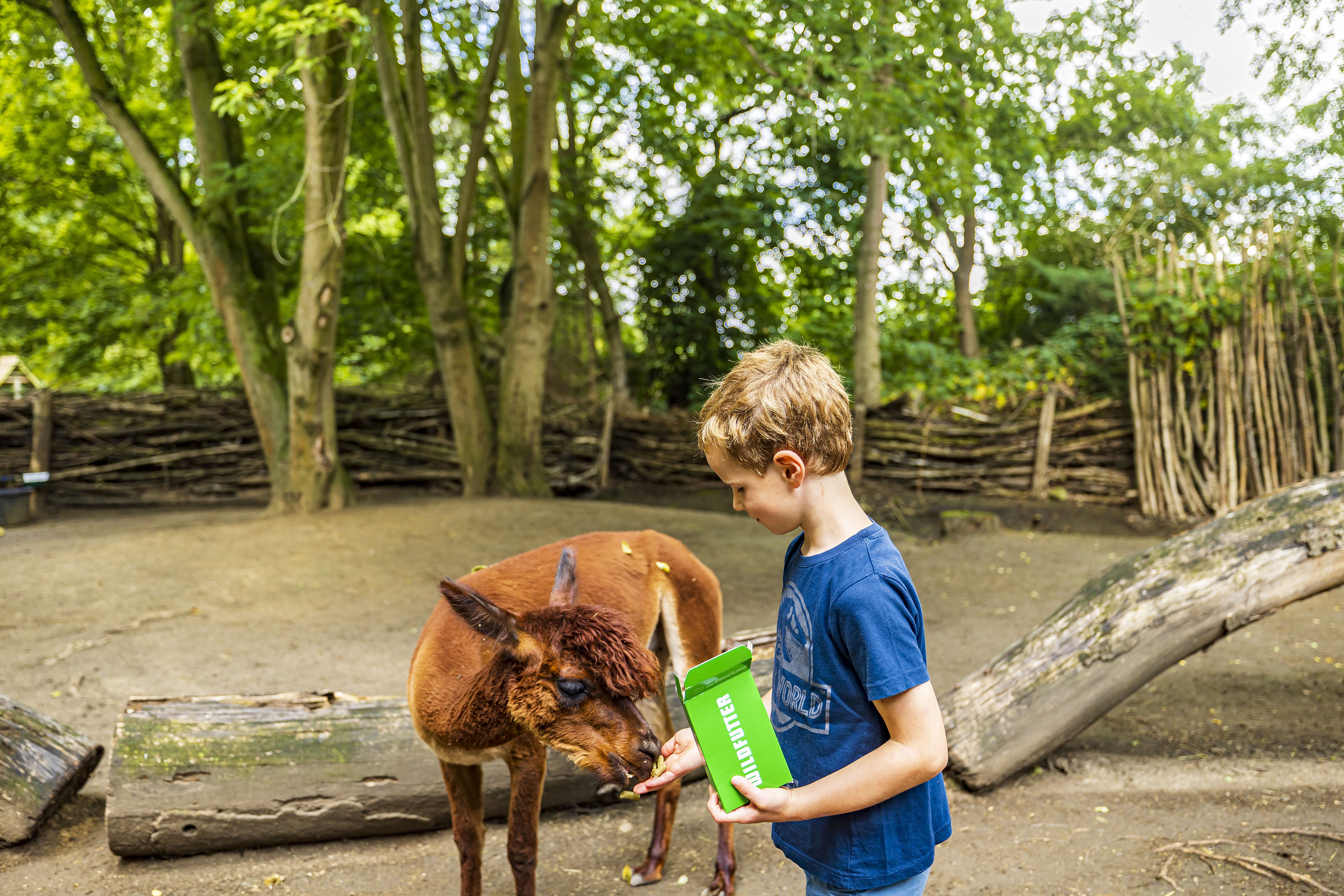 Kind füttert ein Tier im Tierpark Hamm